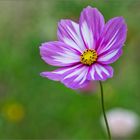 Cosmea