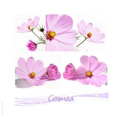 Cosmea