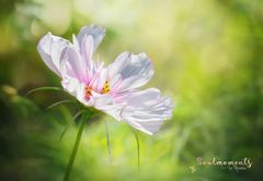 Cosmea