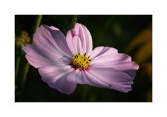 Cosmea