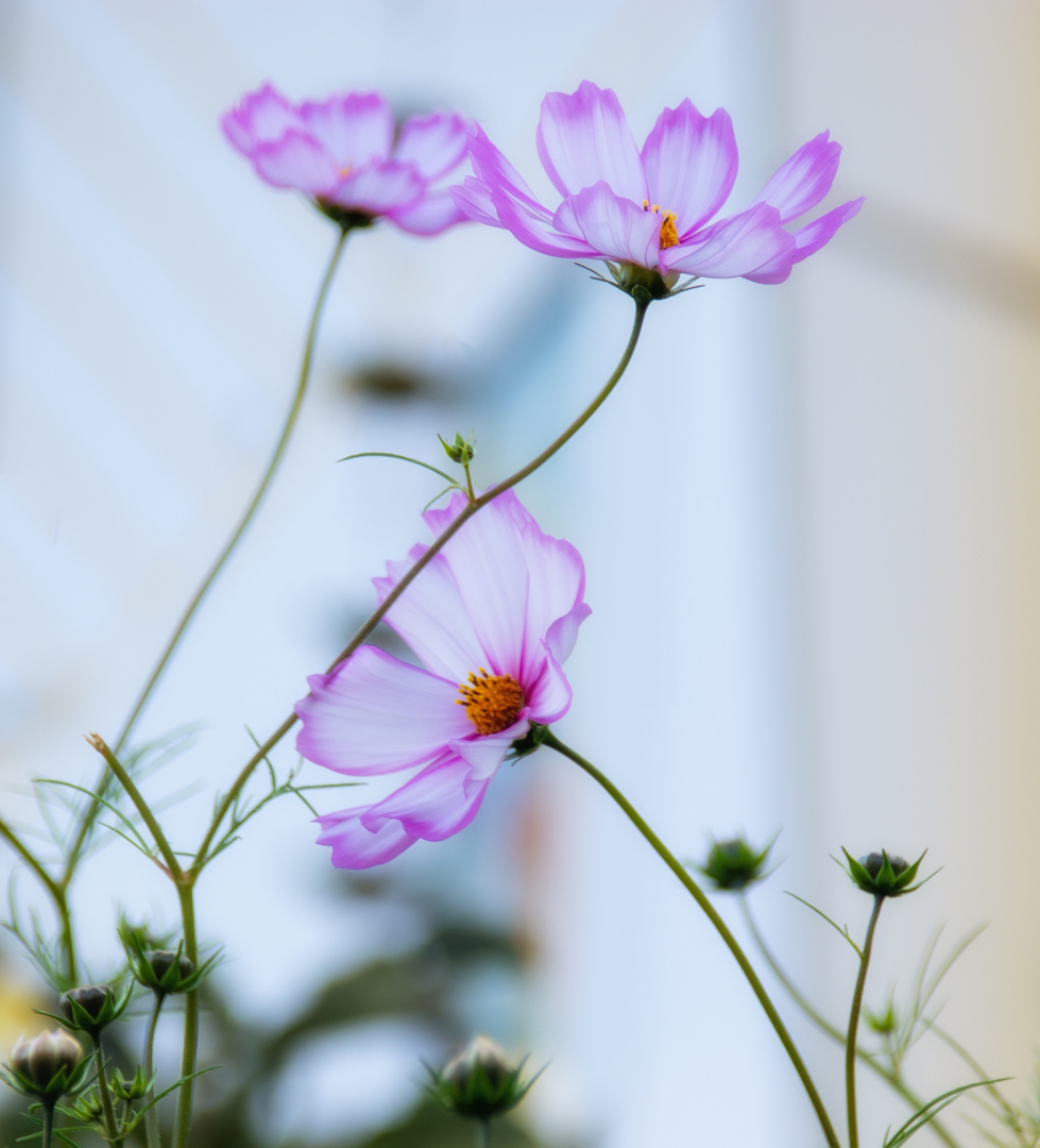 Cosmea