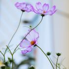 Cosmea