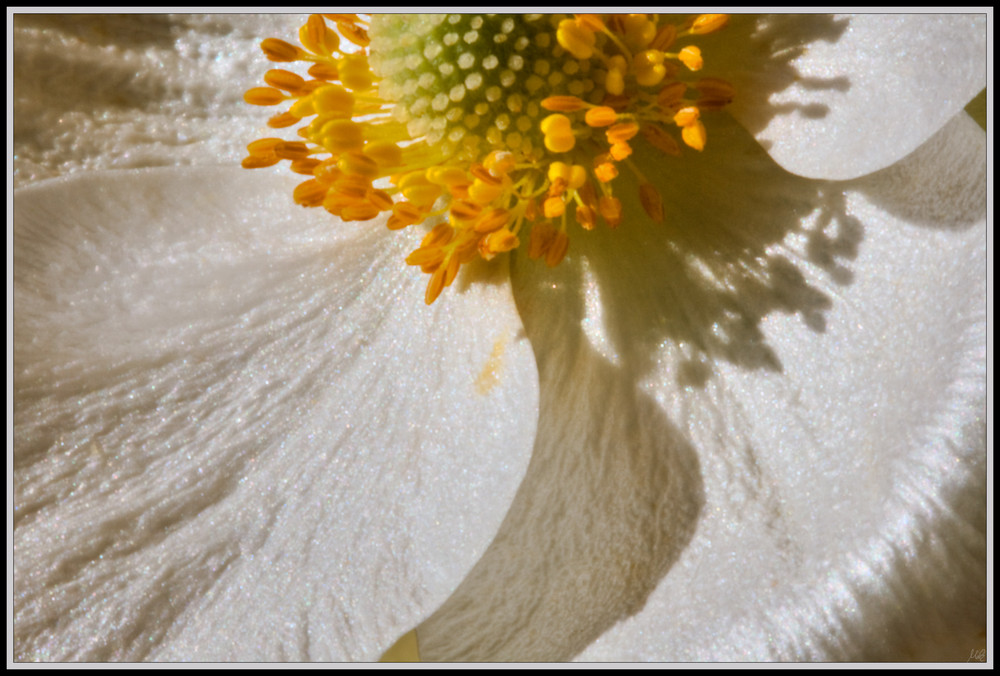 Cosmea-Detail