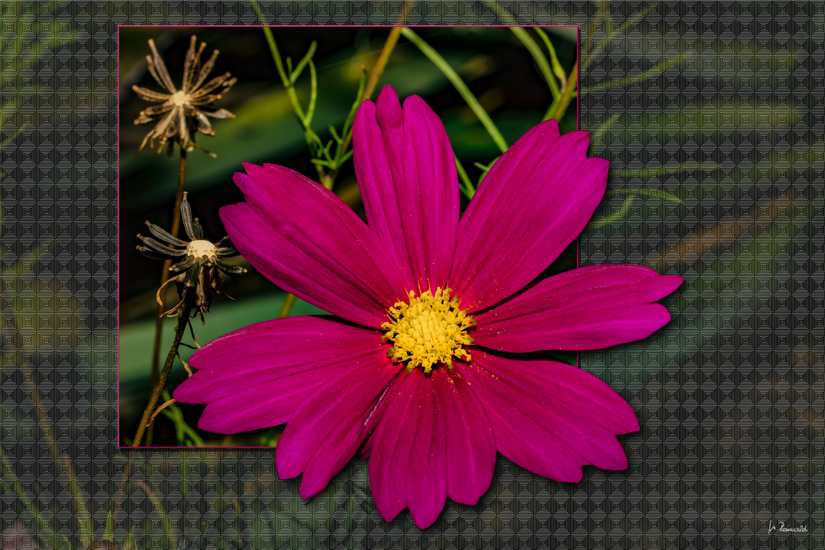 ~ Cosmea ~