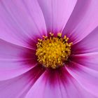 Cosmea