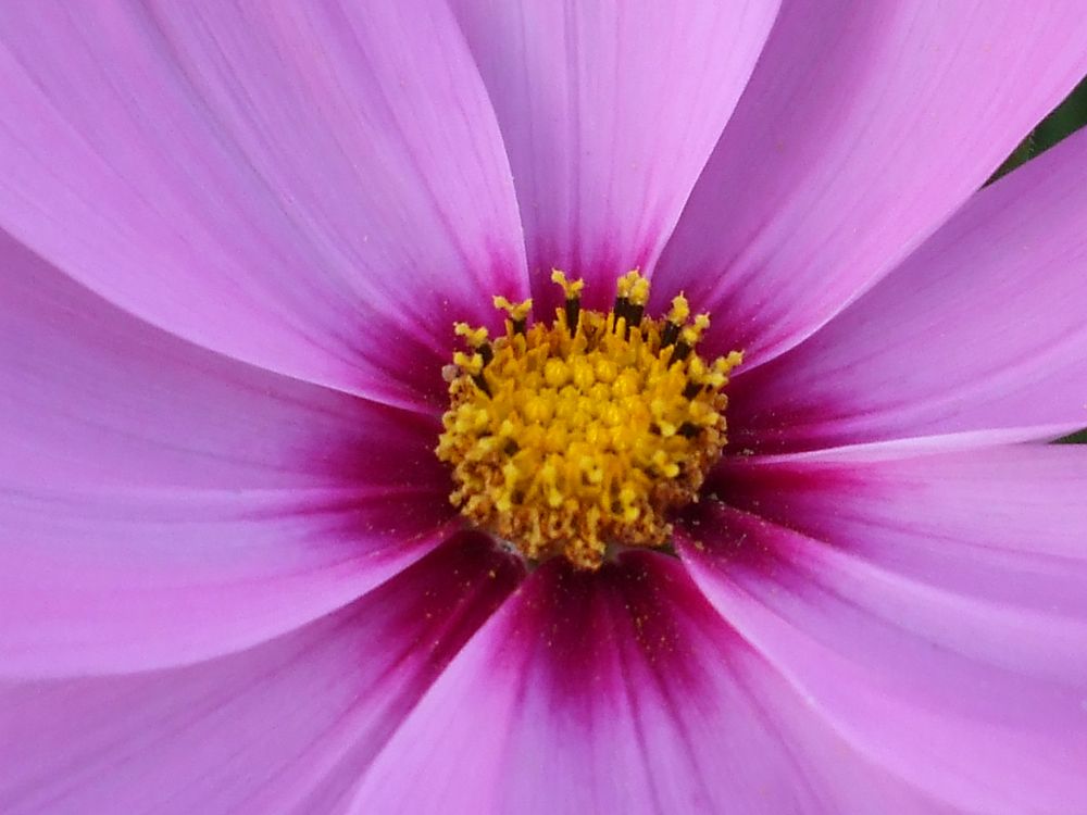 Cosmea