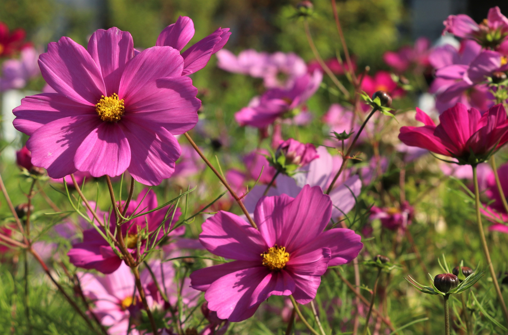 Cosmea - die "Schmuckkörbchen"