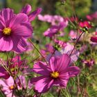 Cosmea - die "Schmuckkörbchen"