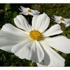 Cosmea, die zweite