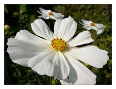 Cosmea, die zweite