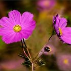 Cosmea doble