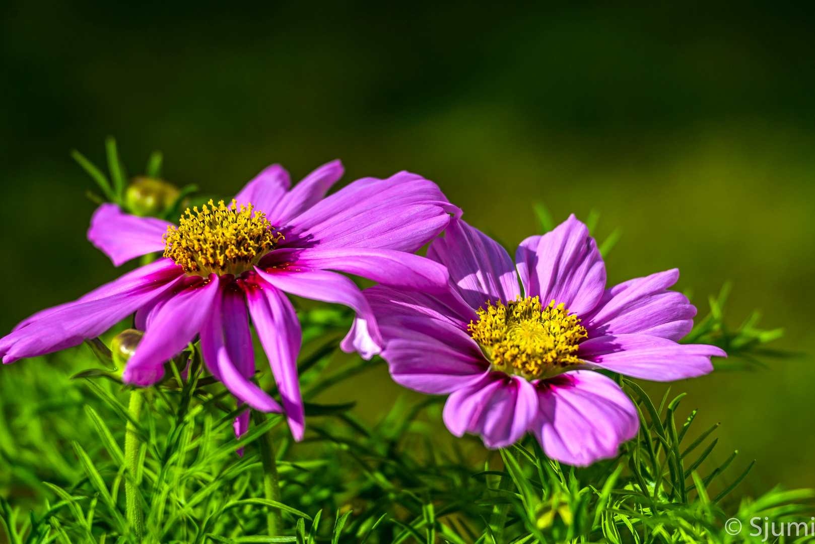 Cosmea Doppel