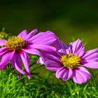 Cosmea Doppel