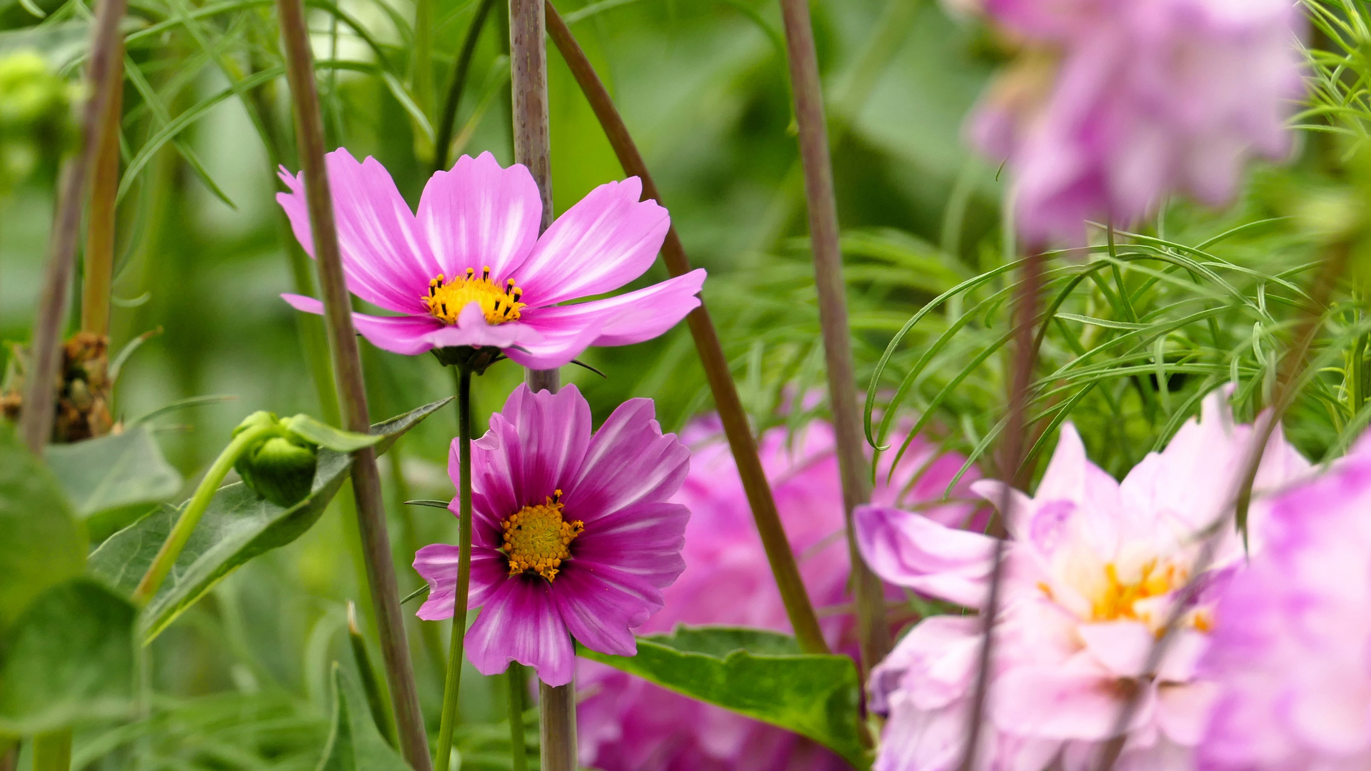 Cosmea