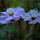 Cosmea