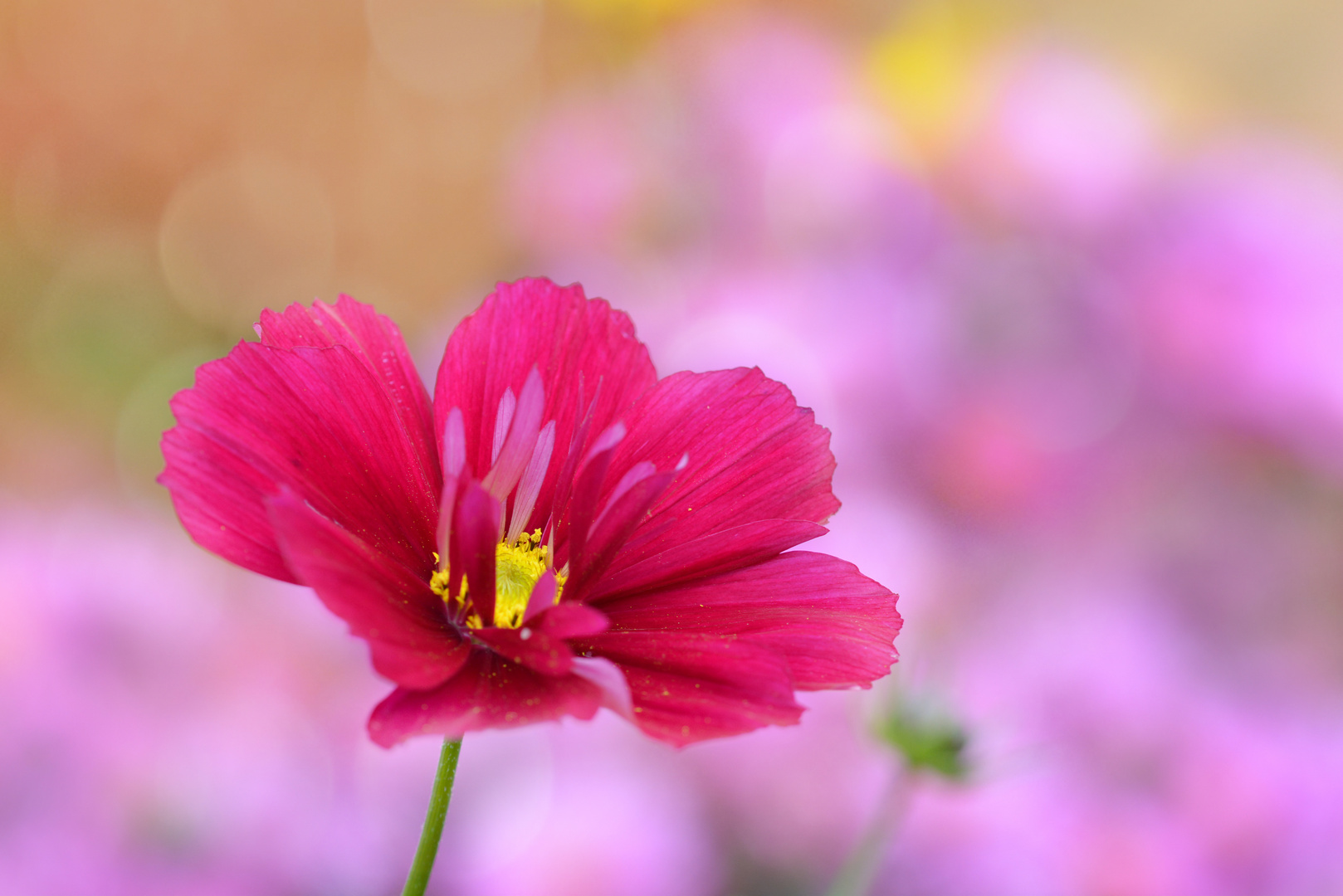 Cosmea