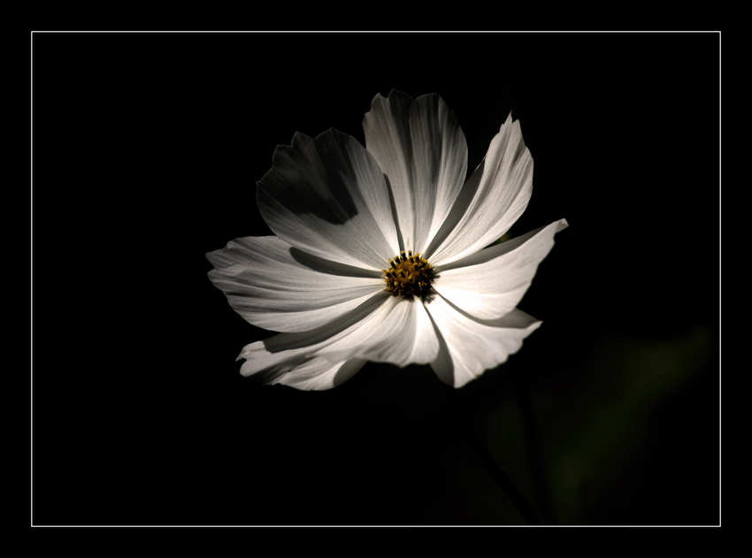 " Cosmea "