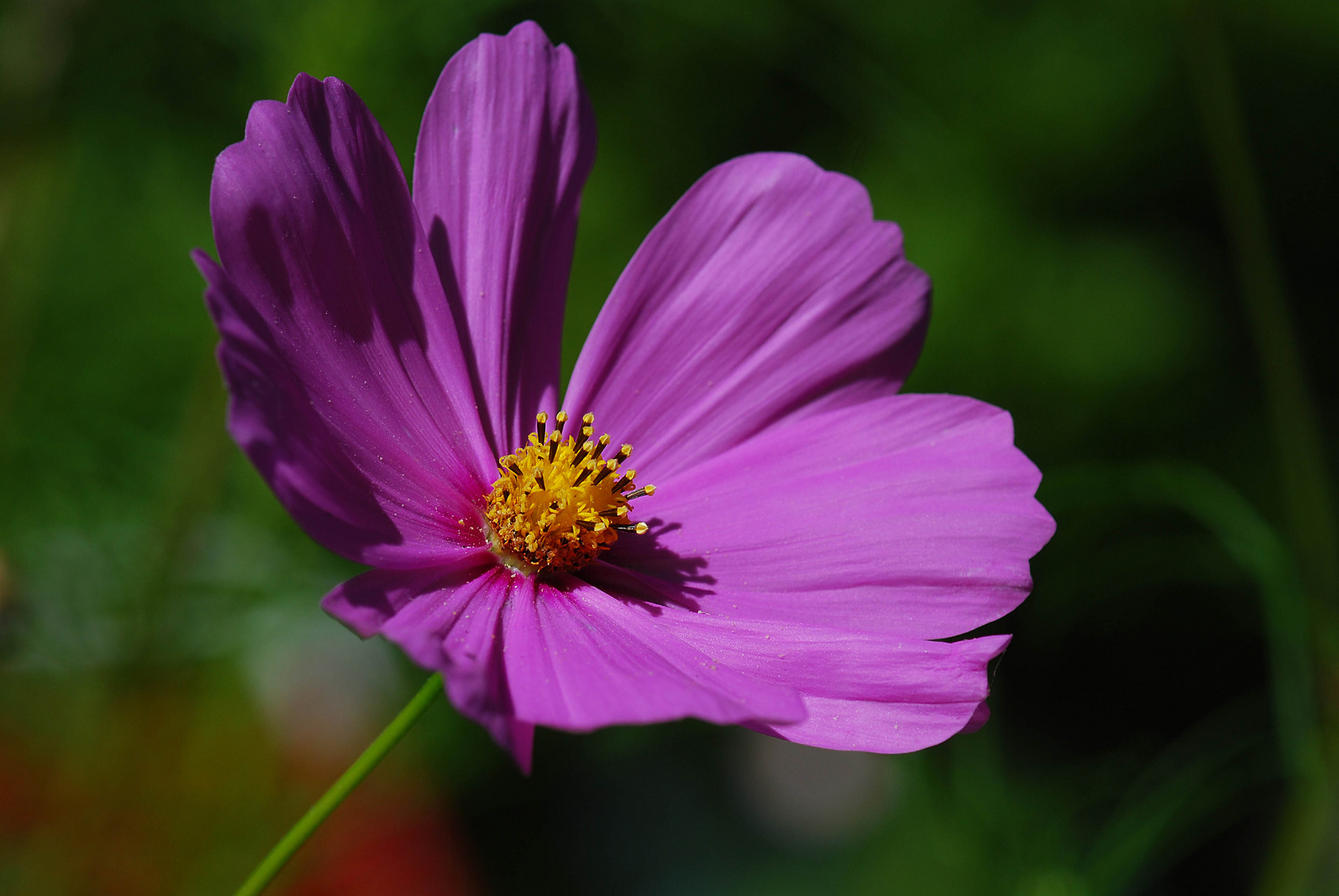 Cosmea