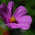 Cosmea