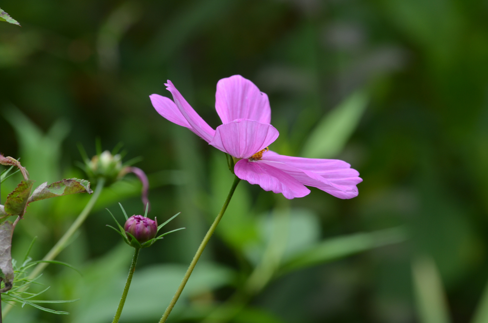 Cosmea