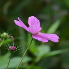 Cosmea