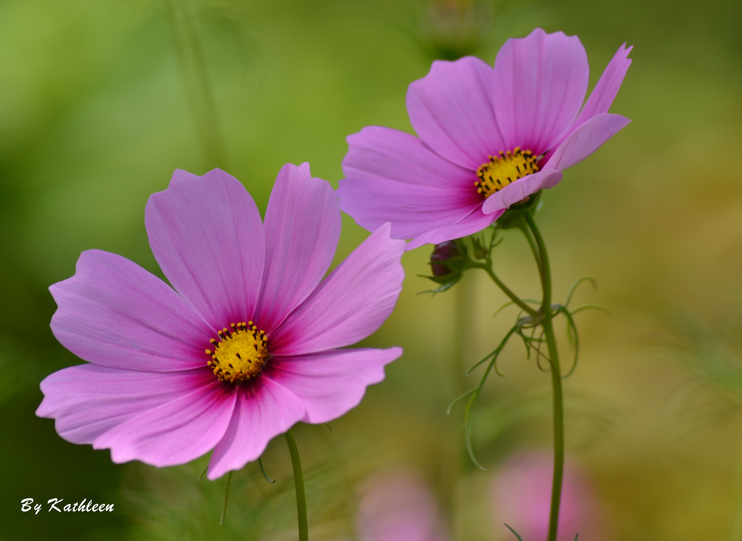 Cosmea