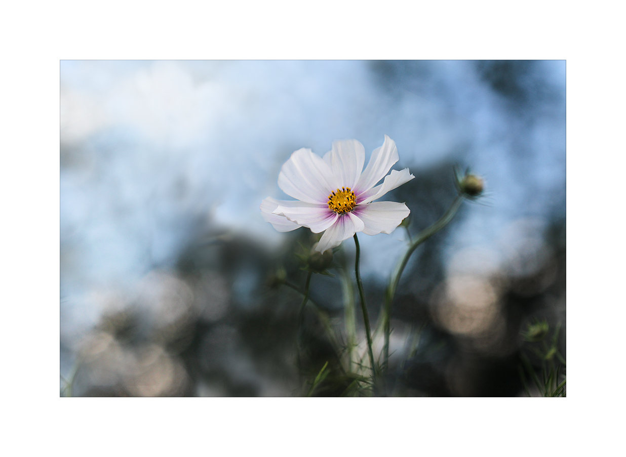 Cosmea