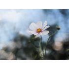 Cosmea