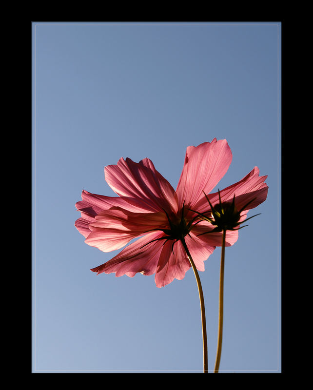 Cosmea