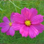 Cosmea