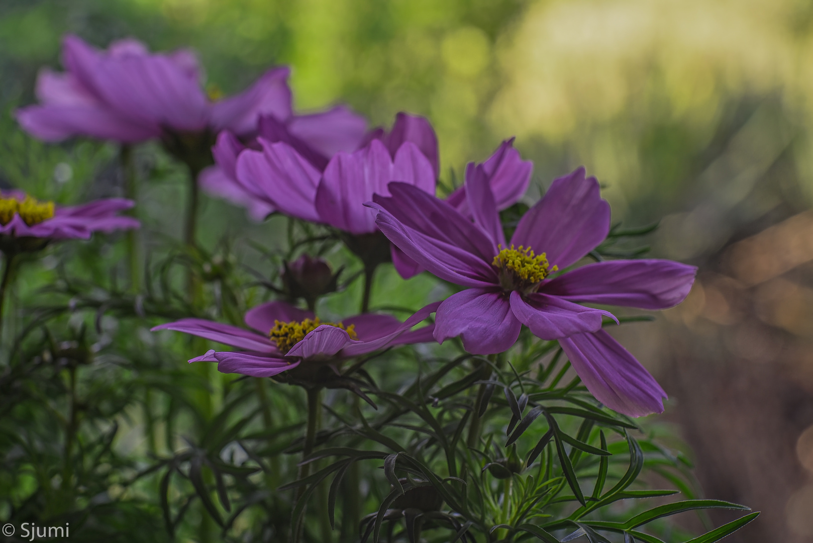 Cosmea