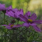 Cosmea