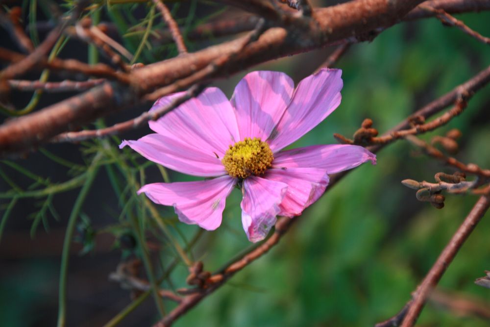 Cosmea