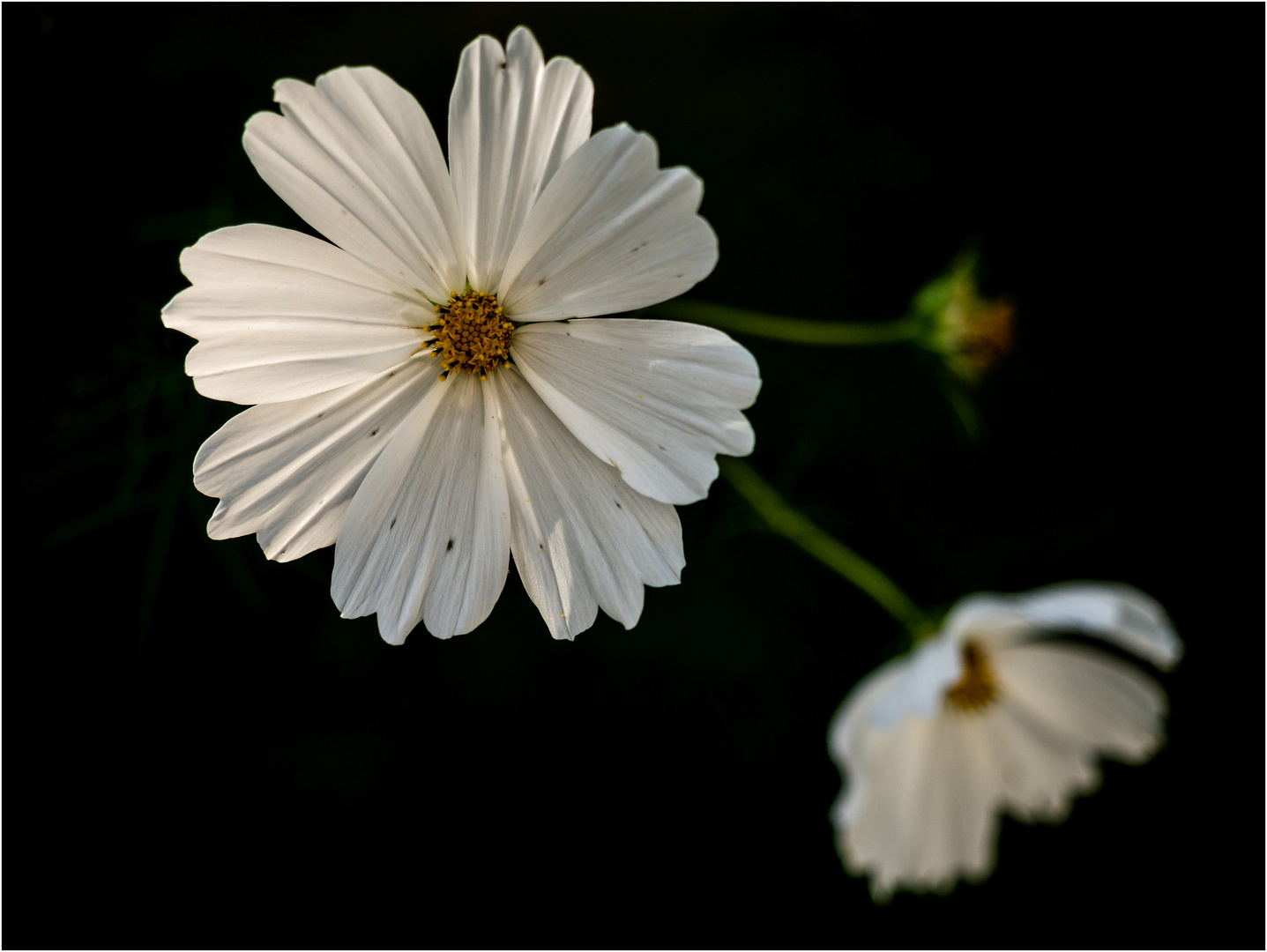 Cosmea