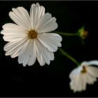 Cosmea