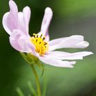 Cosmea