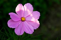 Cosmea ...