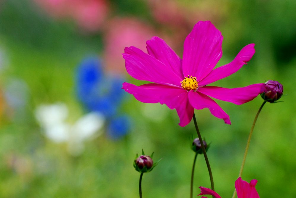 Cosmea - ein Farbklecks!