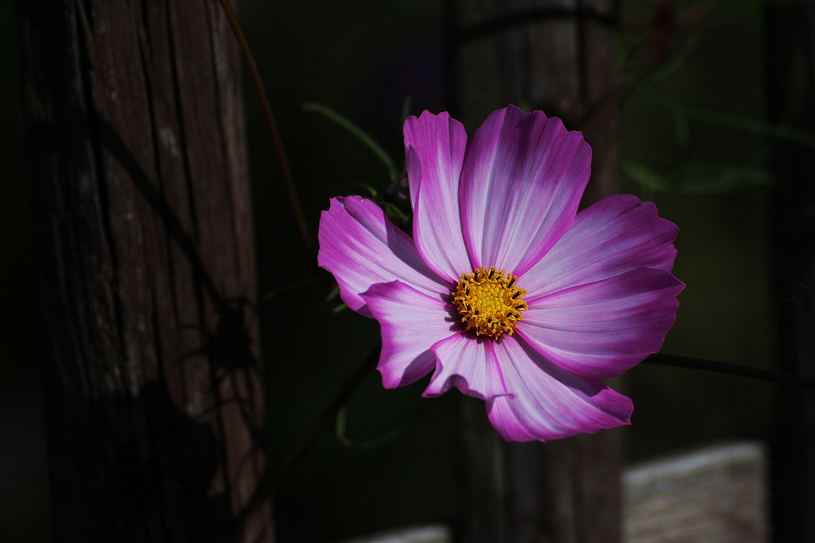 Cosmea - ein wahrer Schmuck im Garten