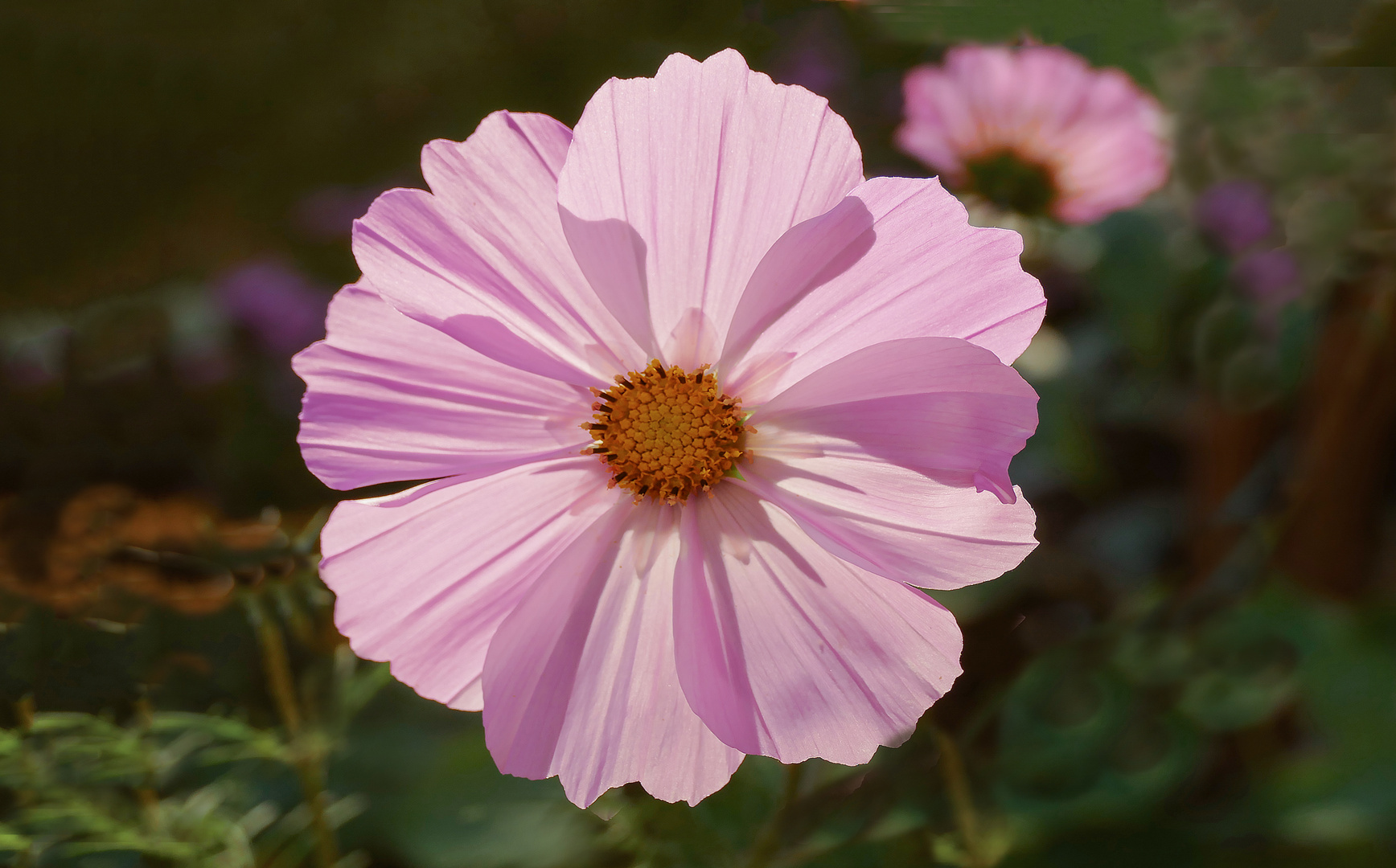 Cosmea en contraluz 