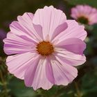 Cosmea en contraluz 