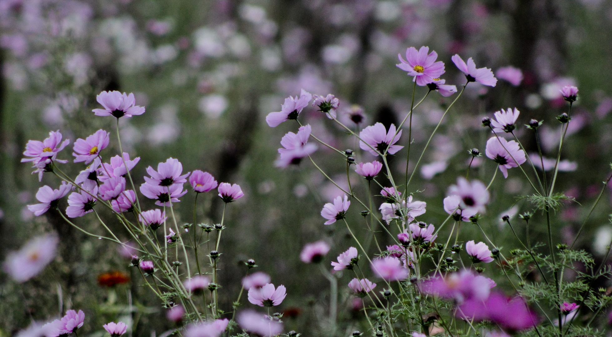 ... Cosmea en Novembre !!!...