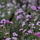 ... Cosmea en Novembre !!!...