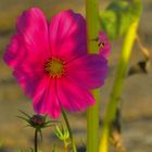 "Cosmea" ...etwas, nur kurze Morgensonne