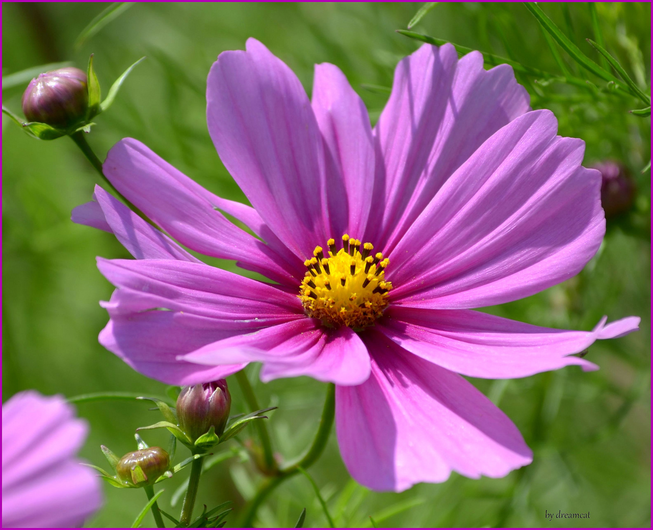 Cosmea Foto & Bild park, natur, blumen Bilder auf