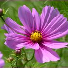 Cosmea