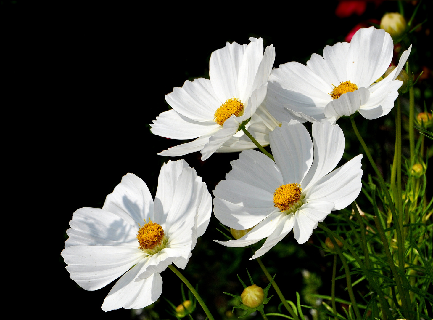 Cosmea