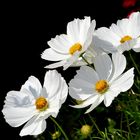 Cosmea