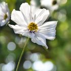 Cosmea