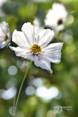 Cosmea